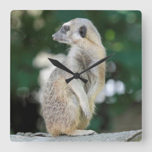 Reloj Cuadrado Meerkat 025