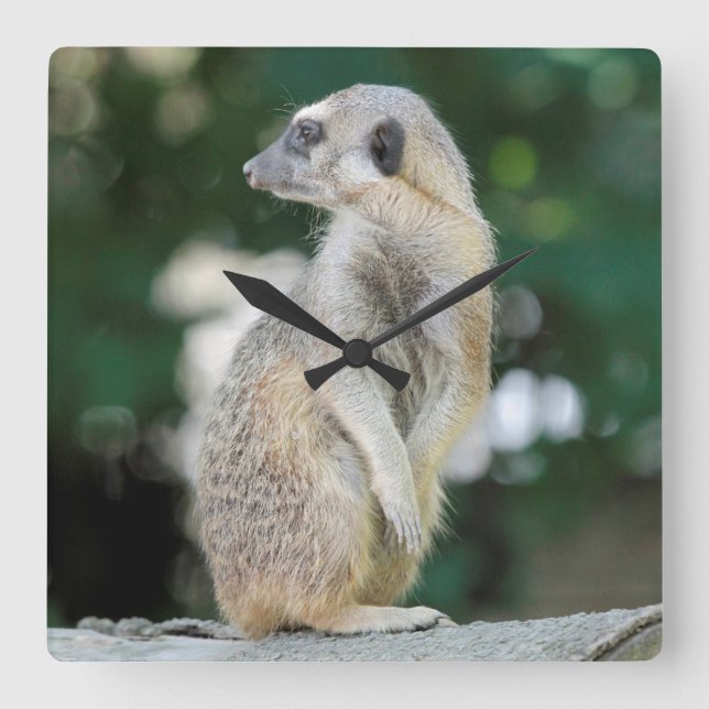 Reloj Cuadrado Meerkat 025 (Anverso)