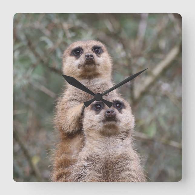 Reloj Cuadrado Meerkat 035 (Anverso)