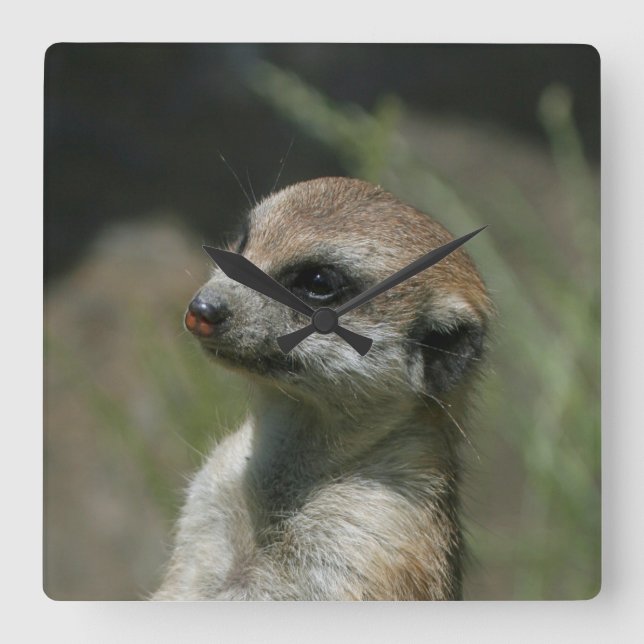 Reloj Cuadrado Meerkat 043 (Anverso)