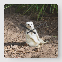 Modelo en lo salvaje: Meerkat blanco posando para