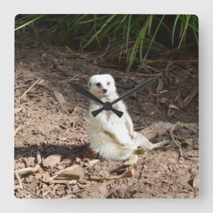 Reloj Cuadrado Modelo en lo salvaje: Meerkat blanco posando para