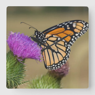 Reloj Cuadrado Monarca en pradera de cardo Thistle Prairie Ridge