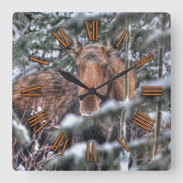 Reloj Cuadrado Moose canadiense salvaje en bosque invernal (Anverso)
