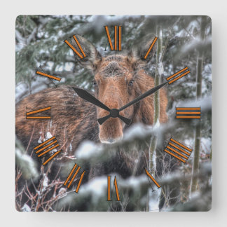 Reloj Cuadrado Moose canadiense salvaje en bosque invernal