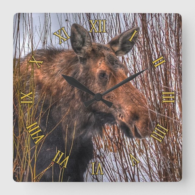 Reloj Cuadrado Moose canadiense salvaje en nieve de invierno I (Anverso)