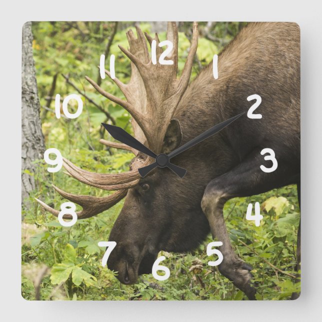 Reloj Cuadrado Moose de significación (Anverso)