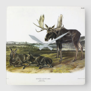 Reloj Cuadrado Moose Deer (Moose - Alces alces) de Audubon