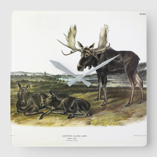 Reloj Cuadrado Moose Deer (Moose - Alces alces) de Audubon (Anverso)