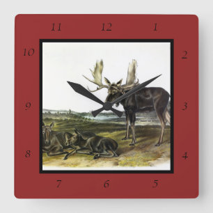 Reloj Cuadrado Moose Deer (Moose - Alces alces) de Audubon