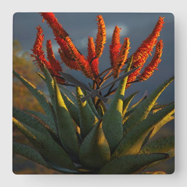 Reloj Cuadrado Mountain Aloe (Aloe Marlothii Berger) (Anverso)