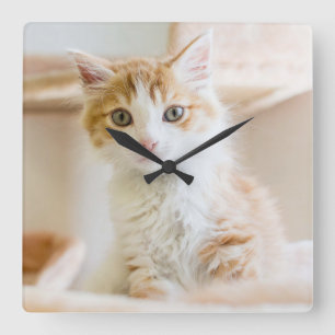 Reloj Cuadrado Naranja y gatito blanco