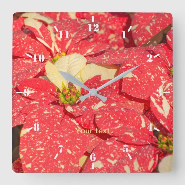 Reloj Cuadrado Navidades planta Flor de Poinsettia (Anverso)