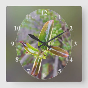 Reloj Cuadrado new leaves in spring