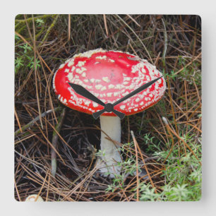 Reloj Cuadrado New Zealand, Rotorua, Taupo Volcanic Zone