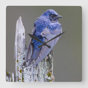 Reloj Cuadrado Nido de macho de golondrina purpúrea sobre el lago