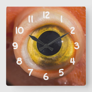 Reloj Cuadrado Ojo de pez rocoso