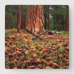 Reloj Cuadrado Old-growth Ponderosa tree with pine cones
