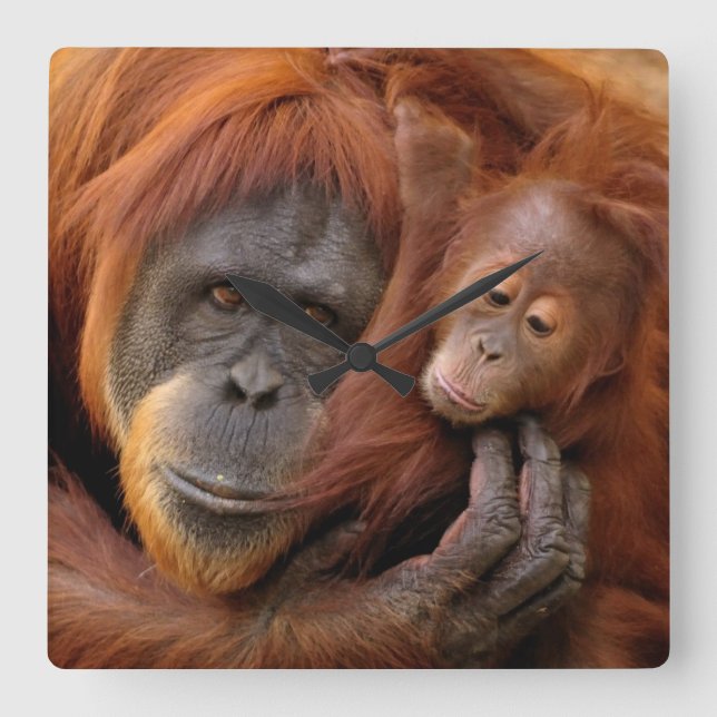 Reloj Cuadrado Orangután de la madre y del bebé (Anverso)