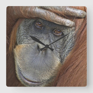 Reloj Cuadrado Orangután femenino prisionero de Sumatran