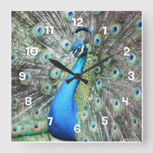 Reloj Cuadrado Orgulloso como pavo real