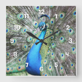 Reloj Cuadrado Orgulloso como un pavo real