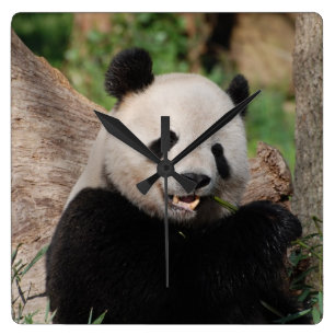 Reloj Cuadrado Oso de panda sonriente