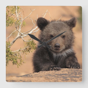 Reloj Cuadrado Oso grizzly Cub