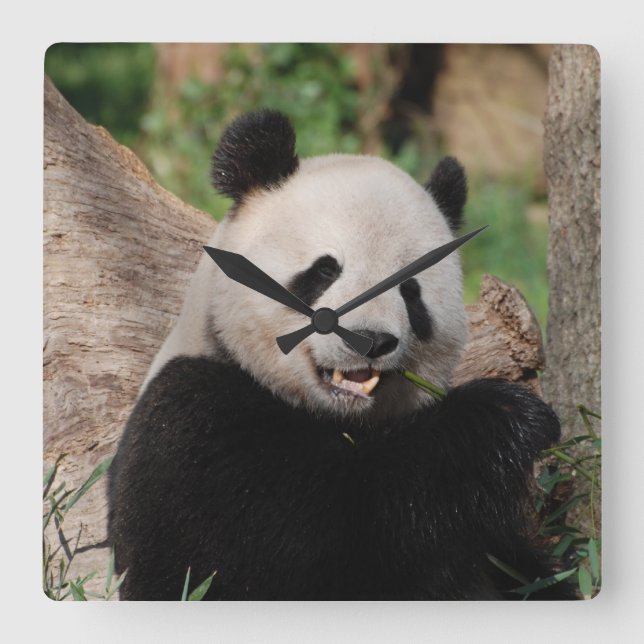 Reloj Cuadrado Oso Panda sonriente (Anverso)