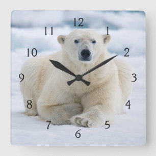 Reloj Cuadrado Oso polar adulto en el hielo de verano