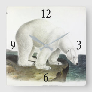 Reloj Cuadrado Oso Polar (Ursus Maritimus), Cuadrupias de Audubon
