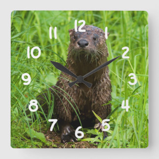 Reloj Cuadrado Otter de río inteligente