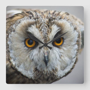 Reloj Cuadrado Owl Clock