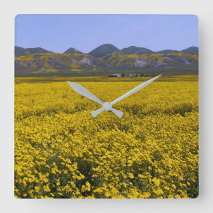 Reloj Cuadrado Paisaje del campo de las flores silvestres amarill