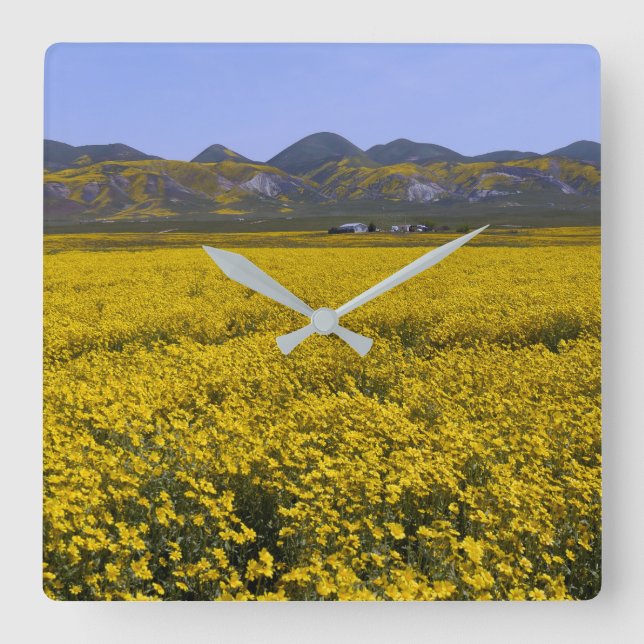 Reloj Cuadrado Paisaje del campo de las flores silvestres amarill (Anverso)