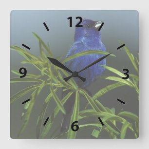 Reloj Cuadrado Pájaro azul índigo para amarrar