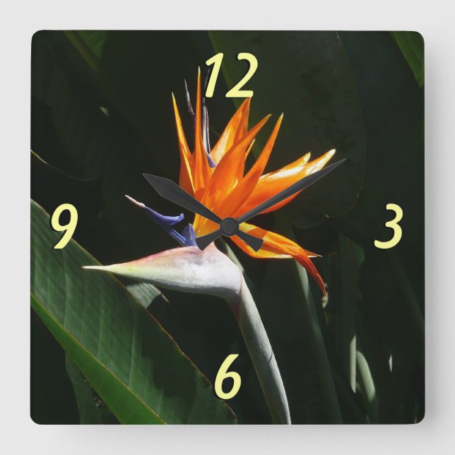 Reloj Cuadrado Pájaro del Naranja del paraíso Flor tropical (Anverso)