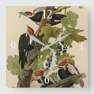 Reloj Cuadrado Pájaro leñoso perpendicular de las aves auduónicas