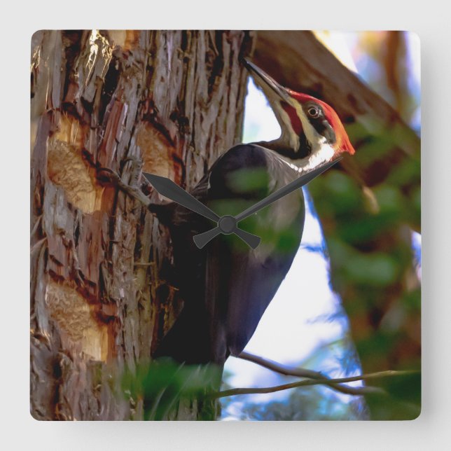 Reloj Cuadrado Pájaros carpinteros (Anverso)