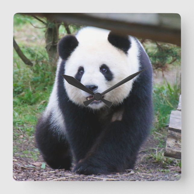 Reloj Cuadrado Panda_20190301_by_JAMFoto (Anverso)