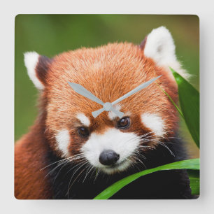 Reloj Cuadrado Panda rojo curado