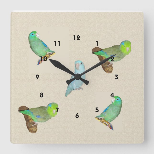Reloj Cuadrado Parrotlet Flock (Anverso)