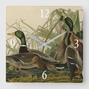 Reloj Cuadrado Pato Mallard de los pájaros de América de Audubon