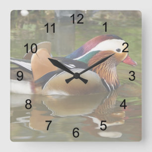 Reloj Cuadrado Pato Mandarin