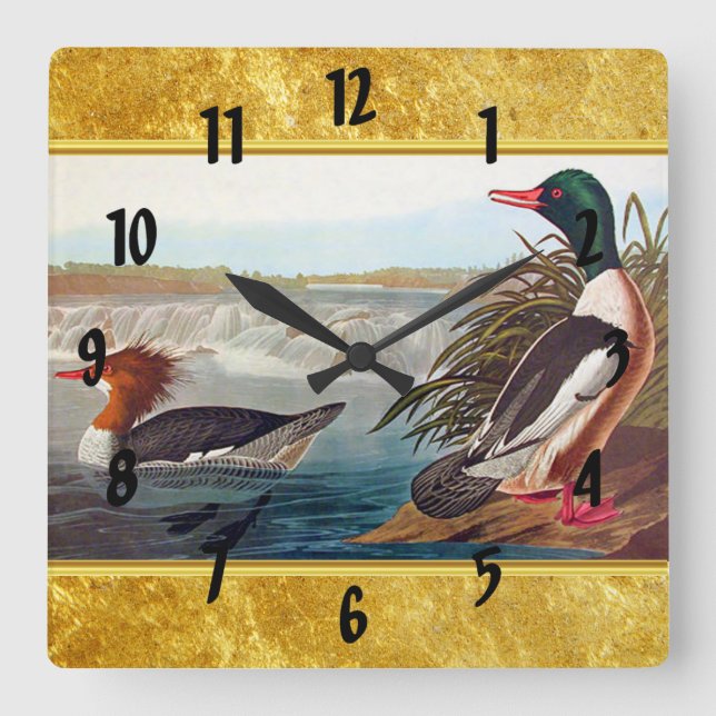 Reloj Cuadrado Patos mallard americanos en un lago nadando (Anverso)