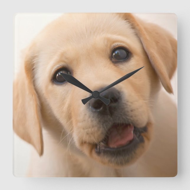 Reloj Cuadrado Perrito de oro de Labrador (Anverso)