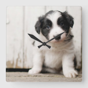 Reloj Cuadrado Perrito del border collie