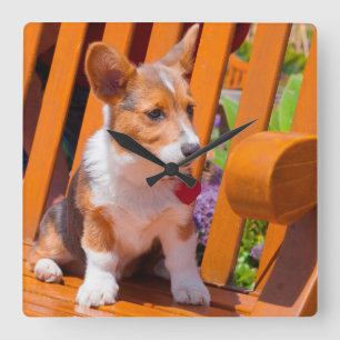 Reloj Cuadrado Perrito del Corgi Galés del Pembroke que se sienta