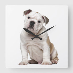 Reloj Cuadrado Perrito inglés del bulldog (2 meses)