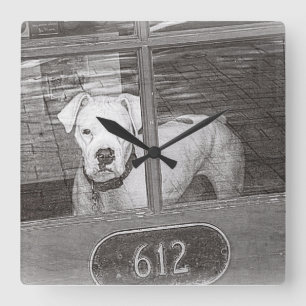 Reloj Cuadrado Perro blanco del boxeador detrás de la puerta,